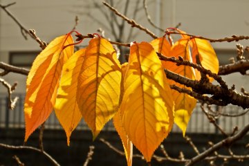 <p>Several yellow leaves sparkling in the daylight</p>