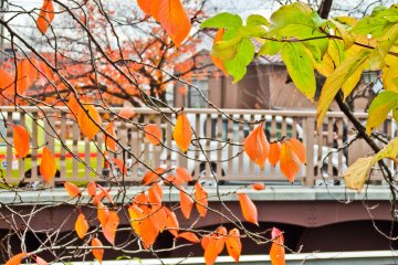 <p>Traffic passing over a small residential bridge with some colorful autumn foliage in the foreground</p>