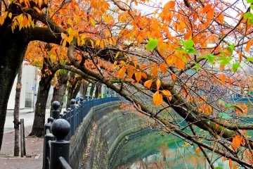 <p>Many branches look as if they are desperately trying to reach out into the river</p>