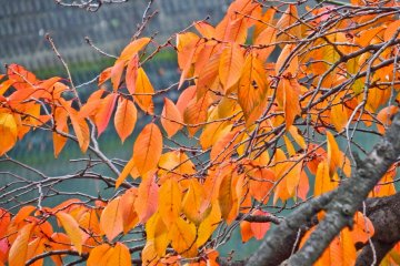 <p>Many of the leaves contrast perfectly against the dull and pale tones of the river</p>