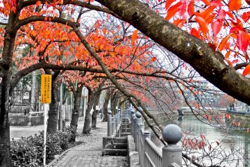 <p>With so many trees lined along the river their colorful tones add great vibrancy to the otherwise dull and often uninspiring landscape</p>