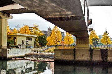 <p>Across the other side of the river near Minami-Oota Station is a small park which makes a great place to rest whilst gazing up at the bright yellow leaves</p>