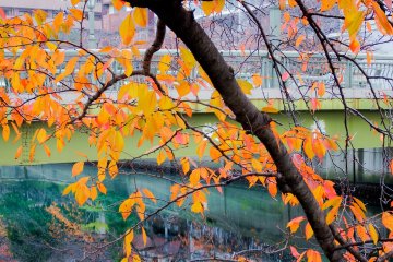 <p>Nearing the end! Some of the last colorful leaves you will see along the river before reaching Gumiyoji Station</p>