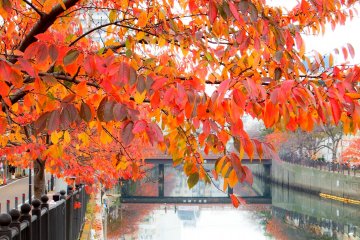 <p>Interestingly, as you advance further northwards along the river towards Gumiyoji Station many of the trees become even brighter and more vibrant</p>