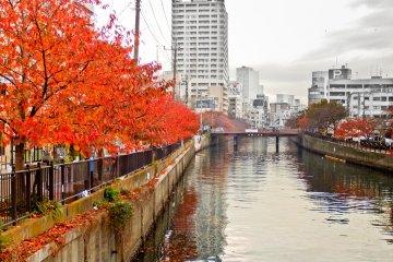 <p>These red trees will continue appearing for several hundred meters</p>