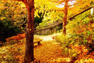 <p>An unexpected sight! On the slope leading up from Shinomaru Dam was this picturesque little rest area covered in rich beautiful autumn foliage</p>