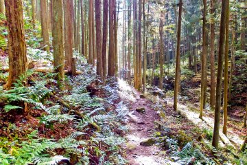 <p>As well as passing through many rivers and gorges, this trail also traverses through many picturesque forests</p>