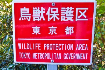 <p>Within this natural wilderness, it`s very easy to forget that you're still in Tokyo, (well at least technically!)</p>