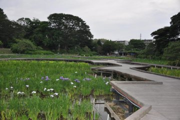 Bridge over Irises