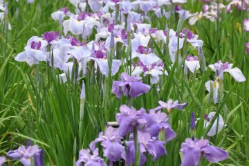 Field of Irises