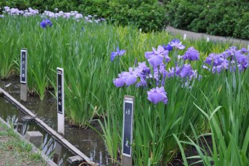 Each of the Irises is labeled