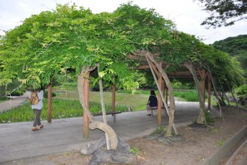Resting Area under the Wisteria