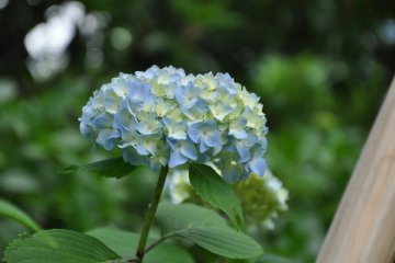 The Garden also has Ajisai!!