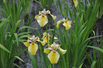 Yellow Iris