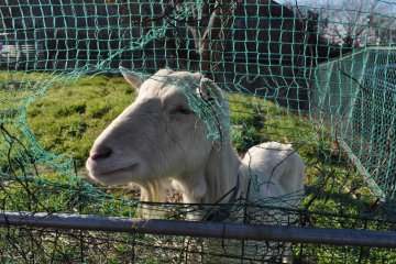 Friendly resident goat at Agri&nbsp;Town.&nbsp;