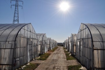 Agri Town has 2.2 hectares of strawberry greenhouses.&nbsp;