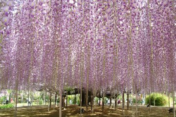 Ashikaga Flower Park is well known for its wisteria blossoms from April to May.