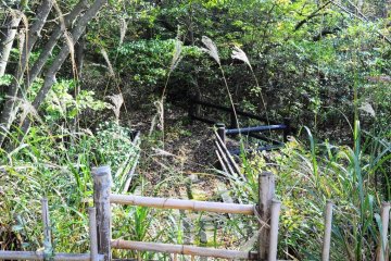 <p>Semak-semak di samping rumah. Jika beruntung, siapa tahu kamu bisa bertemu dengan Totoro-Tororo kecil.</p>