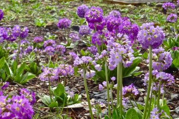Flowers along the lake are plentiful.