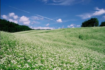 Soba fields in the spring