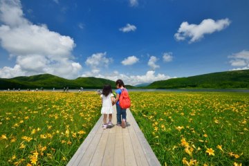 Wooden bridges cut through the meadows