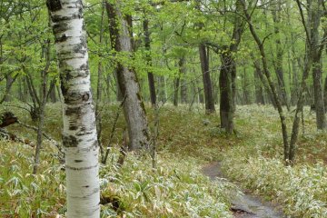 A typical path through the forests of Senjugahara