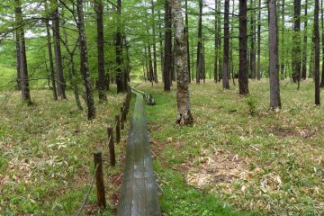 Sometimes, planked paths snake through the fields