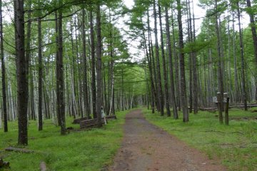 This wide path cut through a wet, silent forest