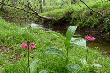 Another splash of color along the bank of a little stream