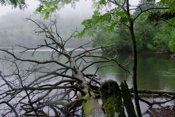 The green of the trees on the lake reflected beautifully off the gray sky and water