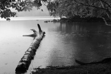 Couldn't resist this one. The pitter-patter of the rain on the water was a nice touch