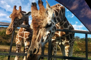 Tohoku Safari Park: Animal Adventure