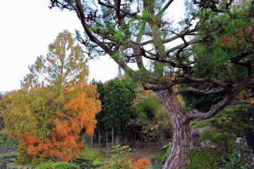 <p>Garis-garis artistik pohon pinus dengan daun-daun jingga sebagai latar</p>