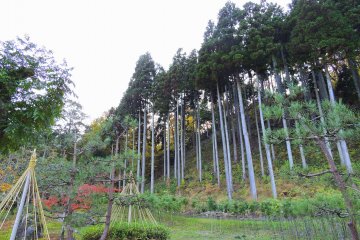 <p>Deretan pepohonan cedar tinggi di sisi bukit dilihat dari taman</p>
