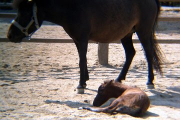 Noma Horse Highland