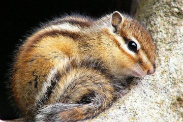 Siberian Chipmunk