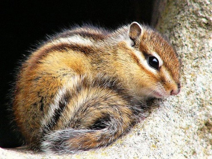Siberian Chipmunk