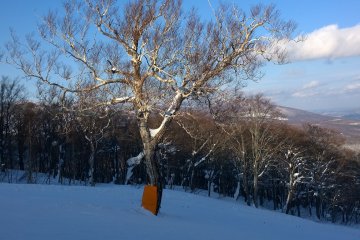 <p>Lots of beautiful trees around</p>