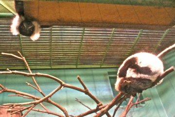 <p>Do you see the Lemur peeking out from above? They are so curious and fun to watch as they play.</p>