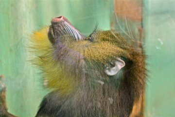 <p>A beautiful female Mandrill</p>