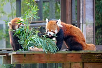 <p>It's Futa! The beloved red panda by all in Japan. He has pointed ears and the shortest tail of the group.</p>