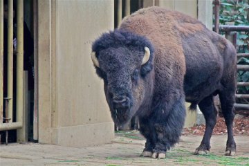 <p>An American Bison roams the Ancestors of Domestic Animals Zone</p>