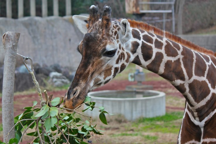 <p>Meet "Satsuki the Giraffe." Look at her beautiful long eyelashes.</p>