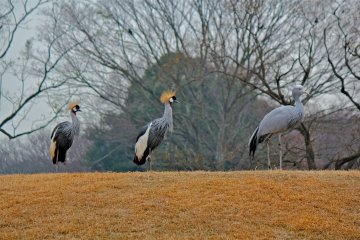 <p>It's not unusual to find the South African Cranes posing at the top of the hill</p>