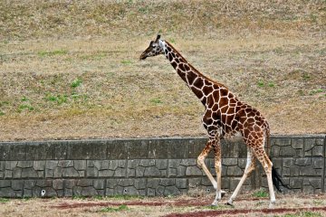 <p>Satsuki loves to stroll around and moves faster when it's feeding time</p>