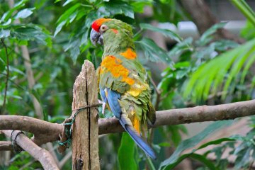 <p>One of the parrots in the rainforest located in the Zoological Hall</p>