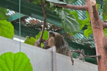 <p>Yawwwwwn! We discovered the Sloth relaxing on top of the duct because of the warm air.</p>