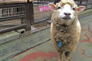 <p>Bah bah! 2015 is the year of the Sheep!</p>