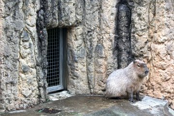 <p>Capybara, the world&rsquo;s largest rodent species.</p>