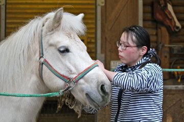 <p>A zookeeper brushes Judy, an all-white female horse.</p>